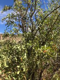 Image result for Lycium pilifolium