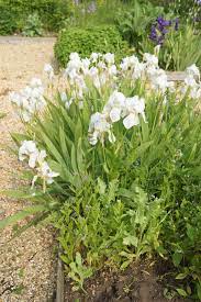 Iris Florentina The Pale Blue White Iris Whose Roots Are Used In Perfumery To Produce The Expensive Orris Powder White Gardens Nature Plants Plants