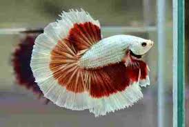 Ikan paling mahal di dunia. Ini Dia 9 Ikan Cupang Termahal Di Dunia Harga Selangit
