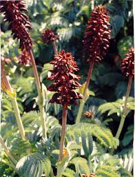 Image result for Melianthus major
