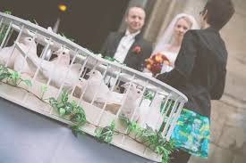 Das gängigste material für weiße tauben ist metall. Hardegser Hochzeitstauben