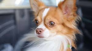 While there's no argument that the chihuahua dog originated in early mexico, historians debate his exact ancestry. Der Chihuahua Wesen Anspruche Gesundheit Mehr