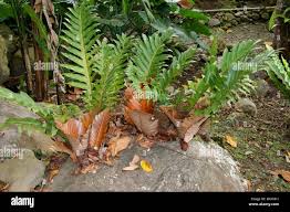 Image result for Drynaria