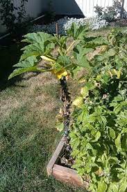 Check spelling or type a new query. Growing Zucchini Vertically Growing Zucchini Vertically Growing Zucchini Zucchini Plants