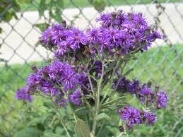 Good cut flower and excellent nectar source for butterflies. Missouri Ironweed