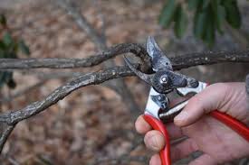 Pruning flowers is much different (and easier) than pruning bushes or trees. Science Of Pruning Q A Extension