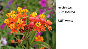 Image result for Asclepias adscendens