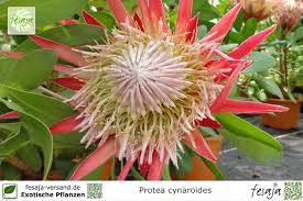 Königsprotea, Protea cynaroides, Pflanze - fesaja-versand