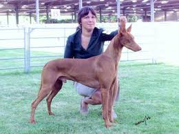 Maybe you would like to learn more about one of these? Farao Anubis Pharaoh Hound