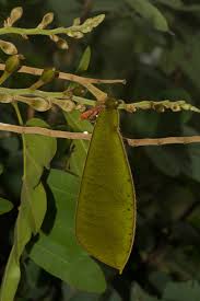 Image result for Baikiaea