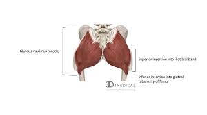 / it is the largest and outermost of the three gluteal muscles and makes up a large part of the shape and appearance of. Muscles Advanced Anatomy 2nd Ed