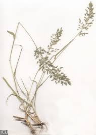 Image result for Eragrostis cilianensis