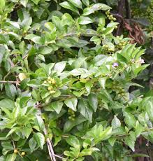 Image result for Nesogenaceae