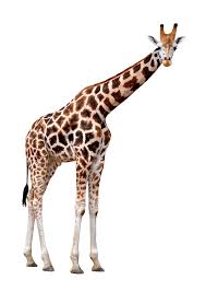 Why is it said that, 'dus jhoot bol kar ek shaadi tay hoti hai'? Giraffe Definition And Meaning Collins English Dictionary