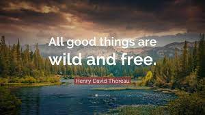Top 20 Henry David Thoreau Quotes Youtube