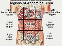 At first, the female reproductive system had two uteri that eventually grew together forming one single organ. Anatomy Of The Female Abdomen And Pelvis Cut Away View