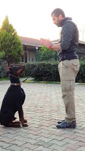 Temel Itaat Egitimi Topaz Kennels Dog House