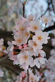 Cherry Blossom Japanese Cherry Blossom Flowering Cherry Tree Growing Cherry Trees
