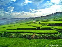 Video background yang digabungkan dari beberapa video dan dikombinasikan dengan instrumen audio yang telah disesuaikan dengan tema ataupun karakteristik. Download 8000 Wallpaper Pemandangan Sawah Terindah Pemandangan Gambar Alam Foto Alam