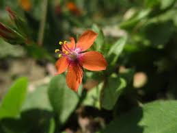 Image result for Anagallis kochii