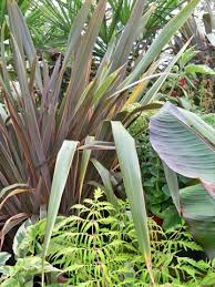 Image result for Phormium