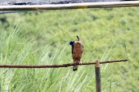 Maybe you would like to learn more about one of these? Pelepasan Burung Elang Jawa Satu Harapan