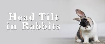 The most common clinical signs of vestibular disease include circling or falling to one side, a pronounced head tilt, and rapid and. Head Tilt In Rabbits How You Can Help Your Bunn Small Pet Select