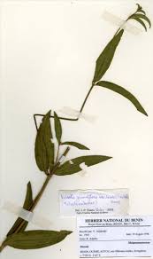 Image result for Melastomastrum segregatum