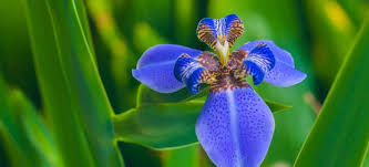 Failure to produce a humid climate. What Tropical Plants Can You Grow In Your Uk Garden Fantastic Gardeners Blog