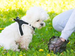 Schwarze, teerartige oder hellrote stühle: Hundekot Was Er Uber Die Gesundheit Ihres Tieres Aussagt Liebenswert Magazin
