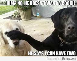 Pin By Mia Keeler On Random Pins Funny Dog Photos Funny Dog Pictures Funny Animals