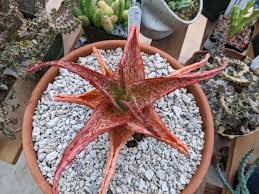 Image result for Aloe canis