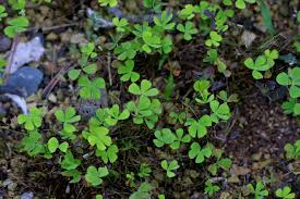 Image result for Marsilea vera