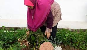 Kacang tanah masuk ke indonesia diperkirakan dibawa oleh para pedagang. Pulihkan Tanah Laman Yang Keras Dengan Tanam Kacang Tanah Ni Sebabnya Keluarga