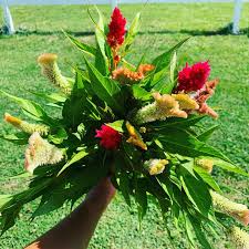 Use for cut flowers and bouquets whether destined for the local farmers' market, an elaborate wedding, market bunches, or your own dining room table, gorgeous blooms are always in high demand. 21 Petals Celosia We Grow Several Types These Are Just A Few They Look Amazing By Themselves As A Gorgeous Long Lasting Bouquet Or Make An Awesome Filler Too 21petals