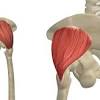 Glutes diagram diagram gluteus maximus diagram full version hd quality maximus diagram. 1