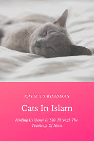 In the interpretation of dreams in islam, the lizard is always a bad sign. Cats In Islam 7 Ahadith About Cats Islam Cats Cat Quotes