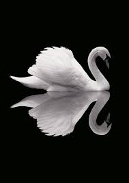 Black And White Swan Black And White Swan Bird Poster With Reflection Premium Wall Art Decoration Print Nordic Inspired Animal Portrait Pic Beautiful Birds Swan Animals Beautiful