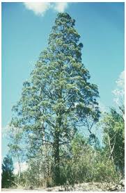 Image result for Callitris