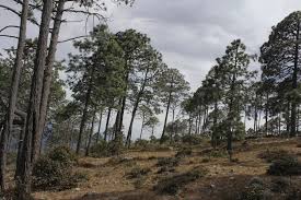 Image result for Dolichos pseudocajanus