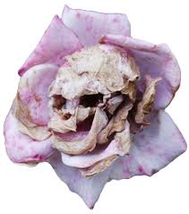 Transparent Flowers Flower Skull Skull Perspective Photography