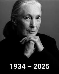 12 años sin Bertha Moncayo Bertha Suárez Moncayo † (Riobamba, 17 de  septiembre de 1924 o 1919- Caracas, 02 de abril de 2013). Fue una veterana  actriz de cine, teatro y televisión.