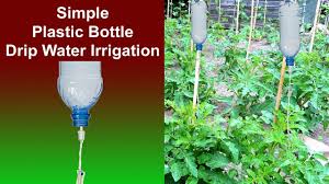 Plastic Bottle Drip Water Irrigation Simple And Effective Water Irrigation Drip Irrigation Diy Irrigation