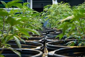 Maybe you would like to learn more about one of these? Growing Pot Here Are Some Common Mistakes To Avoid Cbc News