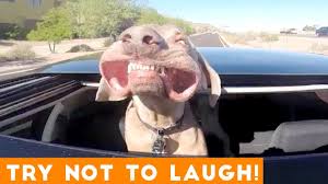 Try Not To Laugh Funniest Animal Compilation August 2018 Funny Pet Videos Sisak Info Portal Funniest cats and dogs awesome funny pet animals life video.
