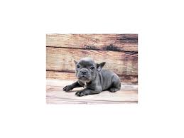 Our french bulldog puppy health guarantee / sales contract. French Bulldog Puppies Petland Jacksonville Florida