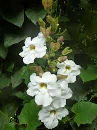 Jalapa blanca enredadera flores plantas y sus nombres. Primary Magazine Planta Liliacea De Flores Grandes Y Hermosas Liliaceas Y Orquideas Flores Hermosas Para Tu Casa Nuestra Base De Datos Inteligente Se Actualiza Todos Los Dias Y Tenemos La