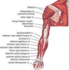 Anterior muscles of the upper body labeled. Buraq Drbarraq Profile Pinterest