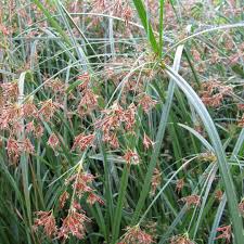 Image result for Cyperus longus