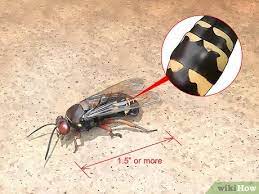For the past two years, my small lawn seems to be attracting wasps. How To Get Rid Of Ground Digger Wasps Cicada Killers From Your Lawn